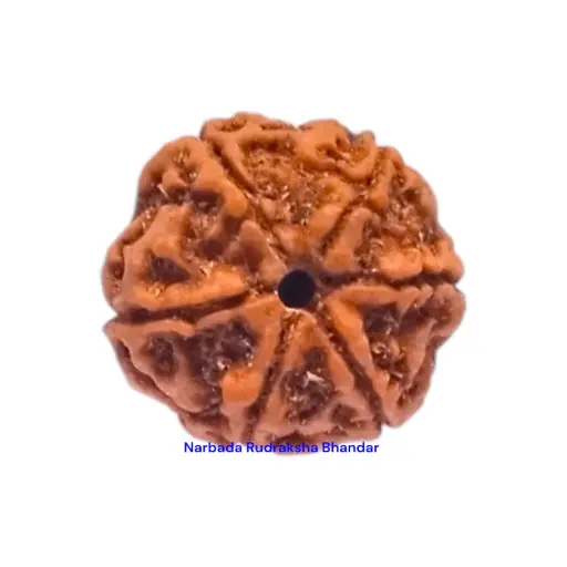 6 Mukhi Rudraksha